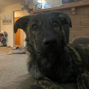 Meet your Posher, Callie